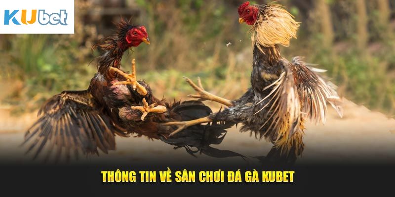 Đá Gà Kubet – Trải Nghiệm Đỉnh Cao, Cá Cược An Toàn